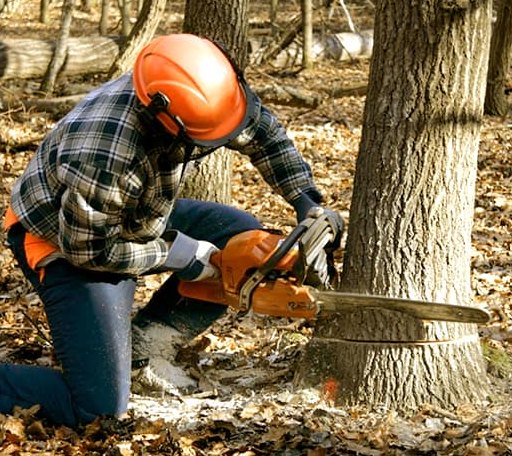 Tree Removal in Staley, NC